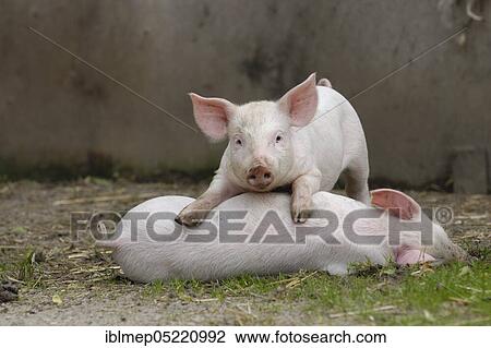 Domestic pig, playing piglets View Large Photo Image Stock Image - Domestic pig, playing piglets. Fotosearch