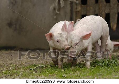 Domestic pig, two piglets play together View Large Photo Image Stock Image - Domestic pig, two piglets play together. Fotosearch