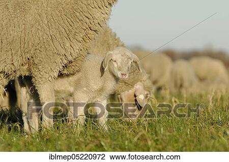 Stock Image - Domestic sheep, lamb between his mother's legs. Fotosearch