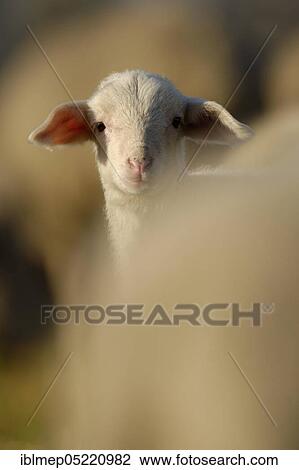 Domestic sheep (Ovis aries), lamb on pasture, Germany, Europe View Large Photo Image Stock Image - Domestic sheep (Ovis aries), lamb on pasture, Germany, Europe. Fotosearch