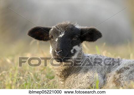 Domestic sheep (Ovis aries), lamb on pasture, Germany, Europe View Large Photo Image Stock Image - Domestic sheep (Ovis aries), lamb on pasture, Germany, Europe. Fotosearch