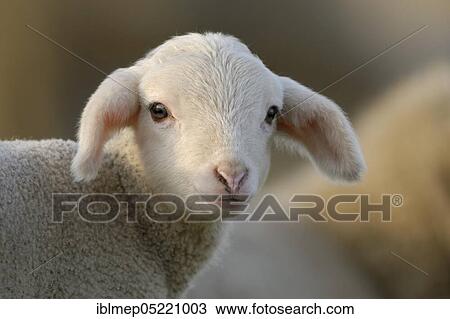 Domestic sheep (Ovis aries), lamb on pasture, Germany, Europe View Large Photo Image Stock Image - Domestic sheep (Ovis aries), lamb on pasture, Germany, Europe. Fotosearch