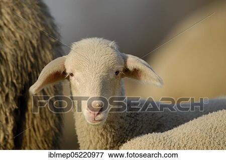 Domestic sheep (Ovis aries), lamb on pasture, Germany, Europe View Large Photo Image Stock Photo - Domestic sheep (Ovis aries), lamb on pasture, Germany, Europe. Fotosearch
