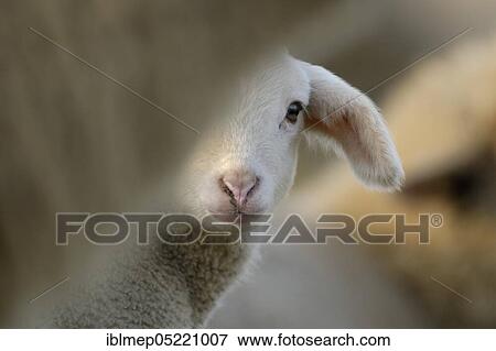 Domestic sheep (Ovis aries), lamb on pasture, Germany, Europe View Large Photo Image Stock Photo - Domestic sheep (Ovis aries), lamb on pasture, Germany, Europe. Fotosearch