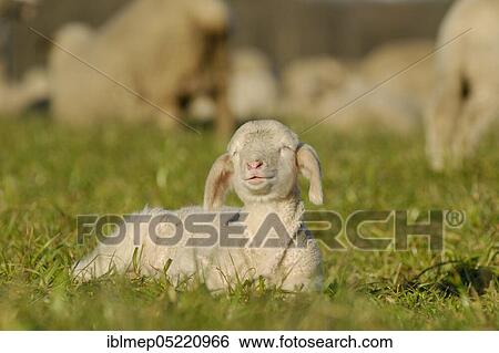 Domestic sheep (Ovis aries), lamb on pasture, Germany, Europe View Large Photo Image Stock Photograph - Domestic sheep (Ovis aries), lamb on pasture, Germany, Europe. Fotosearch