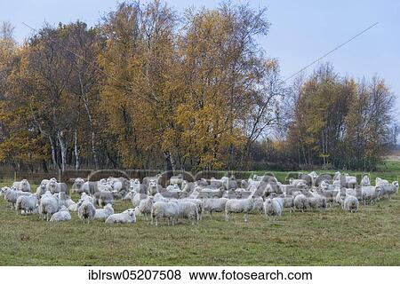Domestic sheep, Rhehdener Gheestmoor, Rhehden, Lower Saxony, Germany, Europe View Large Photo Image Stock Photo - Domestic sheep, Rhehdener Gheestmoor, Rhehden, Lower Saxony, Germany, Europe. Fotosearch