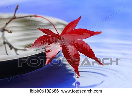 Downy Japanese Maple, sheet ( Acer japonicum) View Large Photo Image Stock Photograph - Downy Japanese Maple, sheet ( Acer japonicum). Fotosearch