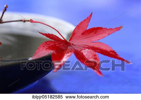 Stock Photography - Downy Japanese Maple, sheet ( Acer japonicum). Fotosearch