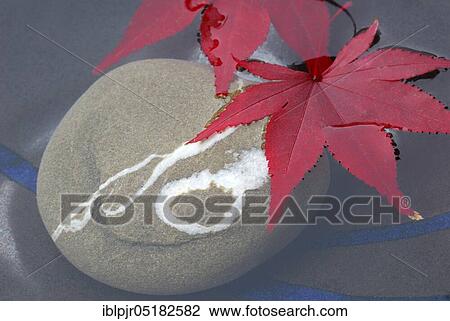 Stock Image - Downy Japanese Mapleleaf on stone in water ( Acer japonicum). Fotosearch