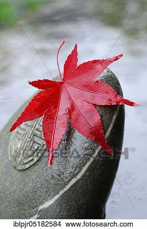 Picture - Downy Japanese Mapleleaf on stone ( Acer japonicum). Fotosearch