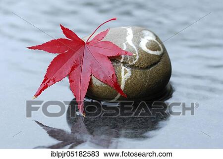 Stock Image - Downy Japanese Mapleleaf on stone ( Acer japonicum). Fotosearch
