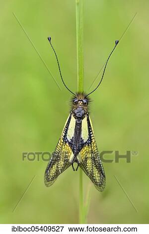 Dragonfly butterfly (Libelloides coccajus), Riedenburg, Bavaria, Germany, Europe View Large Photo Image Stock Photo - Dragonfly butterfly (Libelloides coccajus), Riedenburg, Bavaria, Germany, Europe. Fotosearch