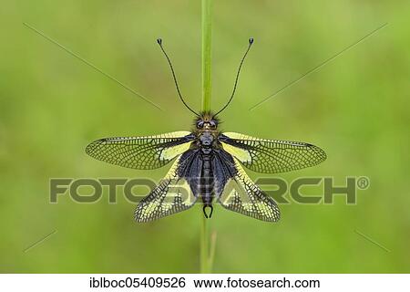Dragonfly butterfly (Libelloides coccajus), Riedenburg, Bavaria, Germany, Europe View Large Photo Image Stock Photograph - Dragonfly butterfly (Libelloides coccajus), Riedenburg, Bavaria, Germany, Europe. Fotosearch