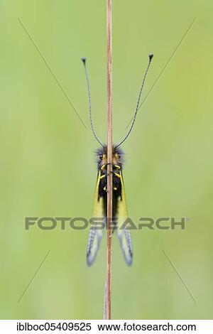 Dragonfly butterfly (Libelloides coccajus), Riedenburg, Bavaria, Germany, Europe View Large Photo Image Stock Photography - Dragonfly butterfly (Libelloides coccajus), Riedenburg, Bavaria, Germany, Europe. Fotosearch