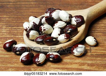 Picture - Dried beans (Phaseolus vulgaris) in cooking spoon, pole beans, variety Klosterfrauen. Fotosearch