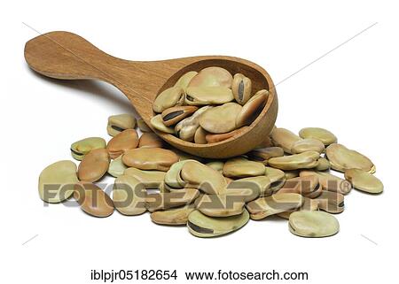 Dried fava beans ( Vicia faba),, broad bean, horse bean, broad be an View Large Photo Image Picture - Dried fava beans ( Vicia faba),, broad bean, horse bean, broad be an. Fotosearch