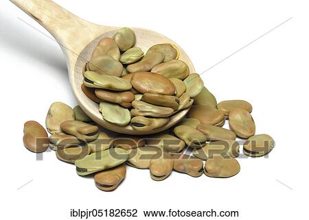 Dried fava beans ( Vicia faba),, broad bean, horse bean, broad be an View Large Photo Image Stock Image - Dried fava beans ( Vicia faba),, broad bean, horse bean, broad be an. Fotosearch