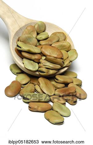 Dried fava beans ( Vicia faba),, broad bean, horse bean, broad be an View Large Photo Image Stock Image - Dried fava beans ( Vicia faba),, broad bean, horse bean, broad be an. Fotosearch
