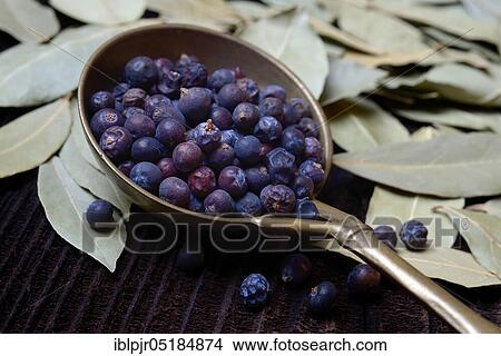 Dried juniper berries ( Juniperus communis) in brass ladle, dried bay leaves( Laurus nobilis), bay leaves View Large Photo Image Picture - Dried juniper berries ( Juniperus communis) in brass ladle, dried bay leaves( Laurus nobilis), bay leaves. Fotosearch
