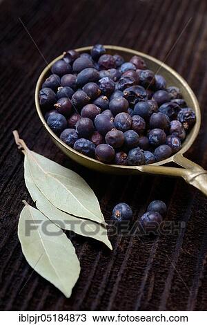 Dried juniper berries ( Juniperus communis) in brass ladle, dried bay leaves( Laurus nobilis), bay leaves View Large Photo Image Stock Image - Dried juniper berries ( Juniperus communis) in brass ladle, dried bay leaves( Laurus nobilis), bay leaves. Fotosearch