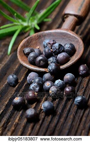 Dried juniper berries ( Juniperus communis) on wooden shovel, rosemary twig / View Large Photo Image Stock Photo - Dried juniper berries ( Juniperus communis) on wooden shovel, rosemary twig /. Fotosearch