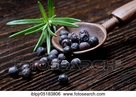 Dried juniper berries ( Juniperus communis) on wooden shovel, rosemary twig / View Large Photo Image Stock Photograph - Dried juniper berries ( Juniperus communis) on wooden shovel, rosemary twig /. Fotosearch