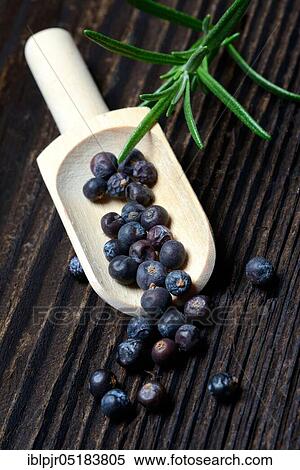 Dried juniper berries ( Juniperus communis) on wooden shovel, rosemary twig / View Large Photo Image Stock Photography - Dried juniper berries ( Juniperus communis) on wooden shovel, rosemary twig /. Fotosearch