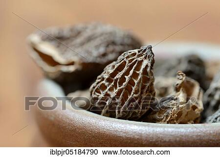 Dried morels in shell ( Morchella conica), Edible morel View Large Photo Image Stock Image - Dried morels in shell ( Morchella conica), Edible morel. Fotosearch