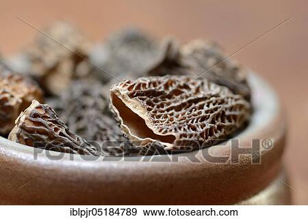 Dried morels in shell ( Morchella conica), Edible morel View Large Photo Image Stock Photo - Dried morels in shell ( Morchella conica), Edible morel. Fotosearch