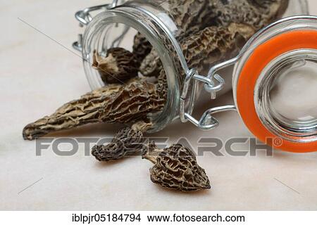 Dried morels ( Morchella conica), Edible morel View Large Photo Image Picture - Dried morels ( Morchella conica), Edible morel. Fotosearch