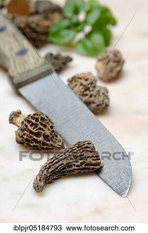 Dried morels ( Morchella conica), Edible morel View Large Photo Image Stock Image - Dried morels ( Morchella conica), Edible morel. Fotosearch