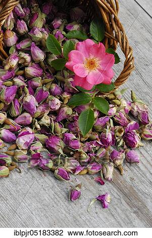 Dried rosebuds in baskets, flower tea, tea, rose tea View Large Photo Image Stock Image - Dried rosebuds in baskets, flower tea, tea, rose tea. Fotosearch