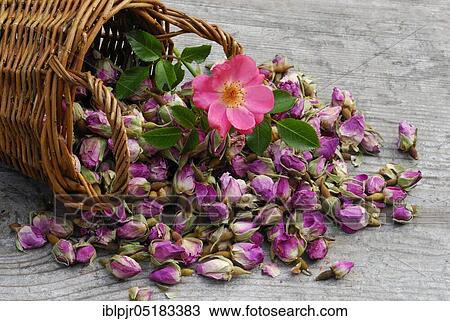 Stock Image - Dried rosebuds in baskets, flower tea, tea, rose tea. Fotosearch