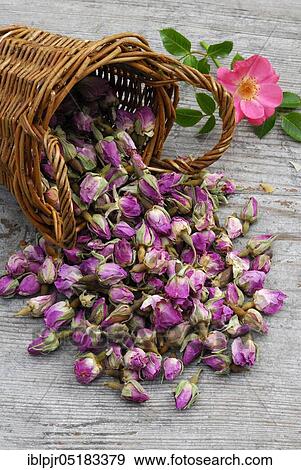 Stock Photo - Dried rosebuds in baskets, flower tea, tea, rose tea. Fotosearch