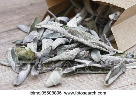 Dried sage leaves ( Salvia officinalis) View Large Photo Image Stock Photograph - Dried sage leaves ( Salvia officinalis). Fotosearch