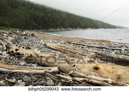 Driftwood, Forillon national park, Quebec, Canada, North America View Large Photo Image Stock Image - Driftwood, Forillon national park, Quebec, Canada, North America. Fotosearch