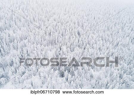 Drone shot of winter forest in fog, canton Zug Switzerland View Large Photo Image Stock Photo - Drone shot of winter forest in fog, canton Zug Switzerland. Fotosearch