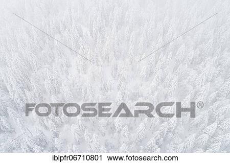 Drone shot, winter forest from above in fog, canton Zug, Switzerland, Europe View Large Photo Image Stock Image - Drone shot, winter forest from above in fog, canton Zug, Switzerland, Europe. Fotosearch