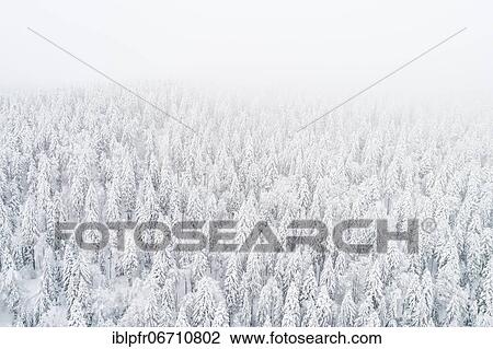 Drone shot, winter forest in fog, canton Zug, Switzerland, Europe View Large Photo Image Stock Image - Drone shot, winter forest in fog, canton Zug, Switzerland, Europe. Fotosearch
