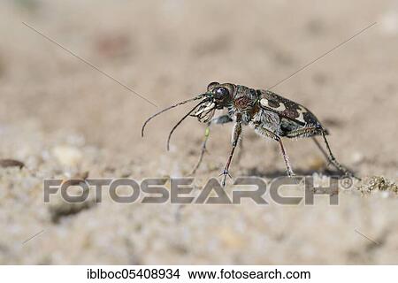 Picture - Dune Sand Beetle (Cicindela hybrida), Hanover, Lower Saxony, Germany, Europe. Fotosearch