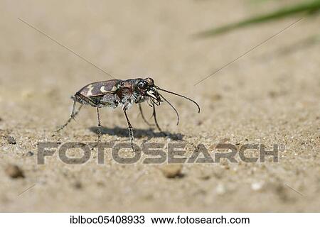 Stock Image - Dune Sand Beetle (Cicindela hybrida), Hanover, Lower Saxony, Germany, Europe. Fotosearch