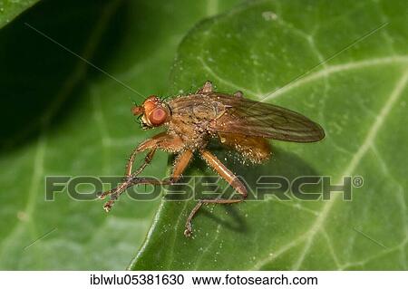 Stock Image - Dung fly (Scathophaga suilla). Fotosearch