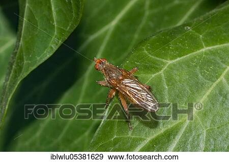 Dung fly (Scathophaga suilla) View Large Photo Image Stock Photo - Dung fly (Scathophaga suilla). Fotosearch