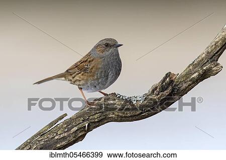 Stock Photo - Dunnock (Prunella modularis), hedge warbler sitting in tree. Fotosearch