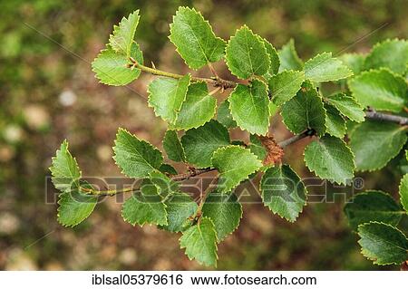 Stock Photograph - Dwarf birch, Arctic birch (Betula nana), Iceland, Europe. Fotosearch