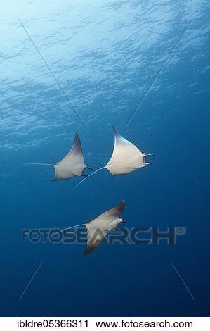 Dwarf devil ray (Mobula) eregoodootenkee, Russell Islands, Solomon Islands, Oceania View Large Photo Image Stock Image - Dwarf devil ray (Mobula) eregoodootenkee, Russell Islands, Solomon Islands, Oceania. Fotosearch
