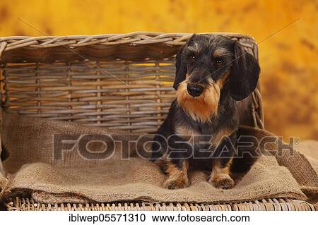 Dwarf grey hair dachshund View Large Photo Image Stock Image - Dwarf grey hair dachshund. Fotosearch