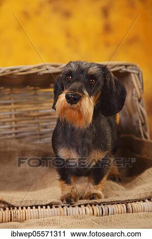 Dwarf grey hair dachshund View Large Photo Image Stock Image - Dwarf grey hair dachshund. Fotosearch