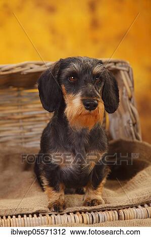 Stock Image - Dwarf grey hair dachshund. Fotosearch