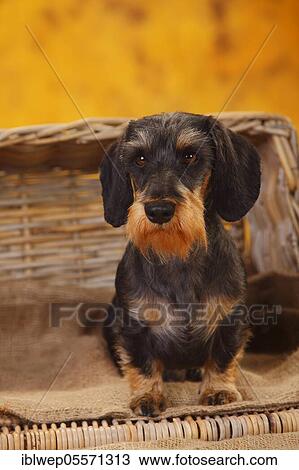 Dwarf grey hair dachshund View Large Photo Image Stock Image - Dwarf grey hair dachshund. Fotosearch